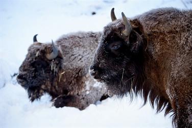 Bild för: Vinterguidning